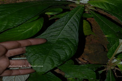 Neurocalyx calycinus